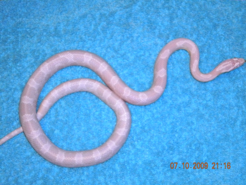 2008_snow_het_ghost_dilute_7-10-2009