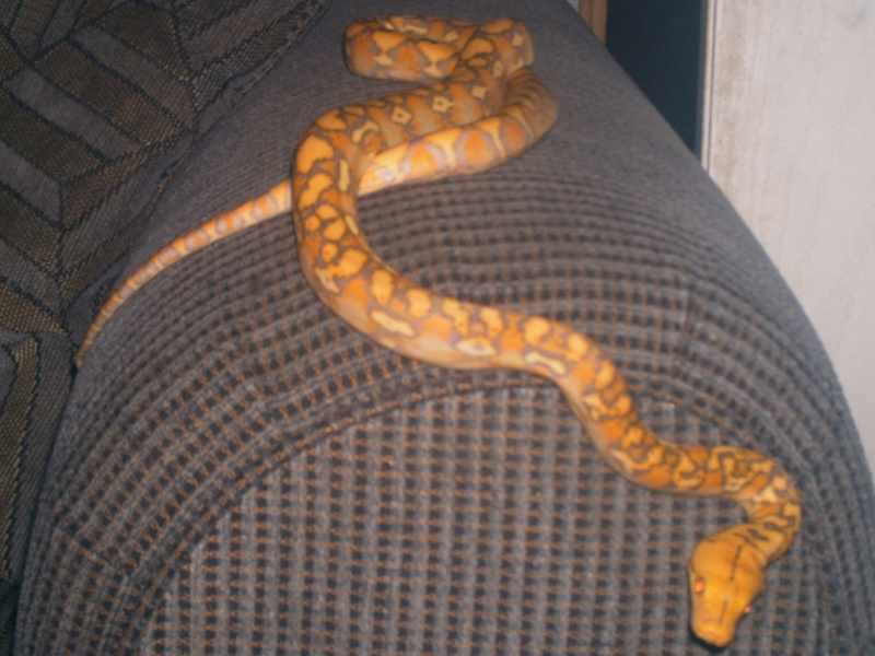 2009 purple retic