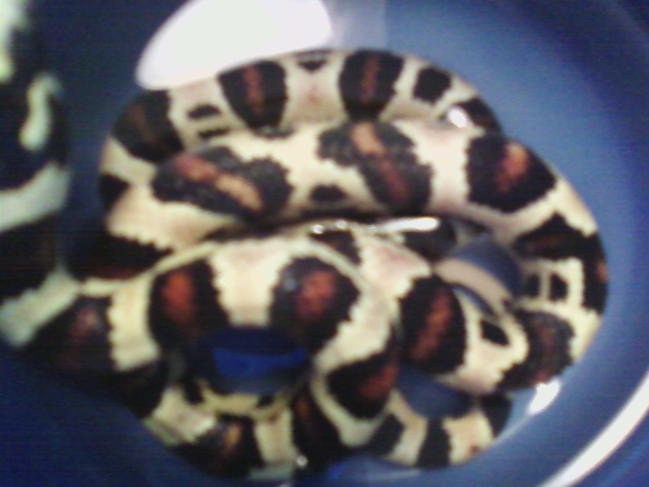 2010 dt. Jurassic het.anery.