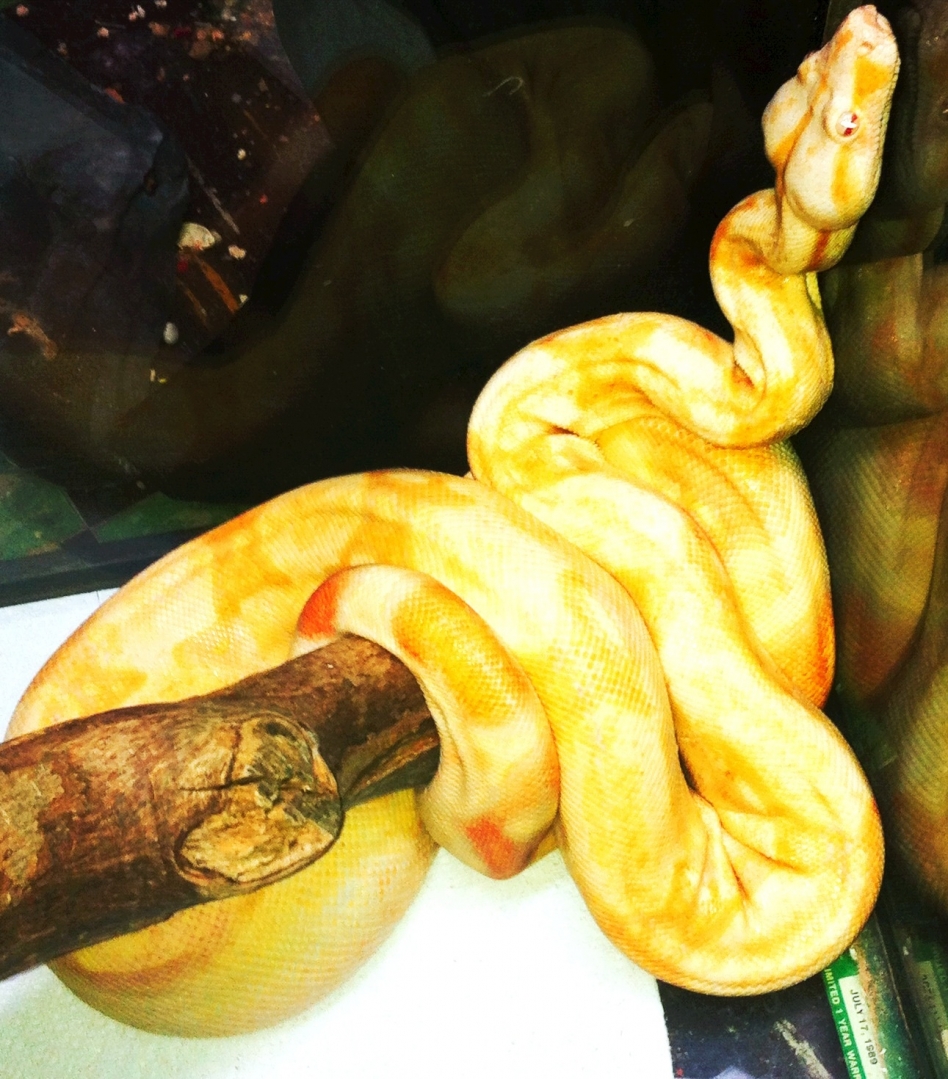2010 Female Coral Albino Red Tail Boa