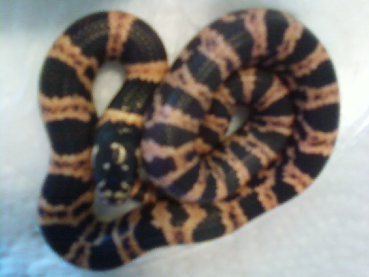 2010 male dbl.het.(anery&amp;alb)Halloween J.
