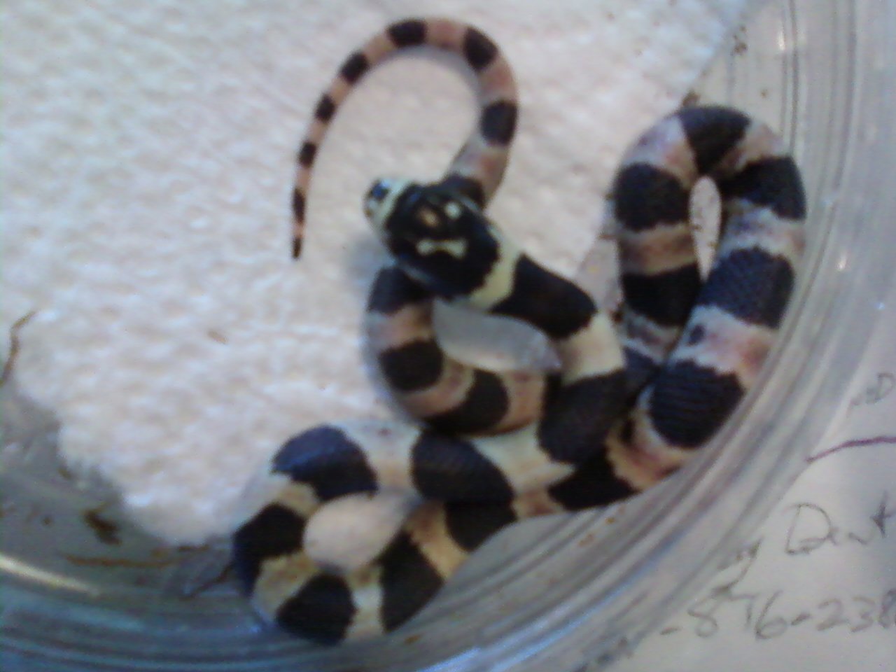 2010 male dbl.het.(anery&amp;alb) J.