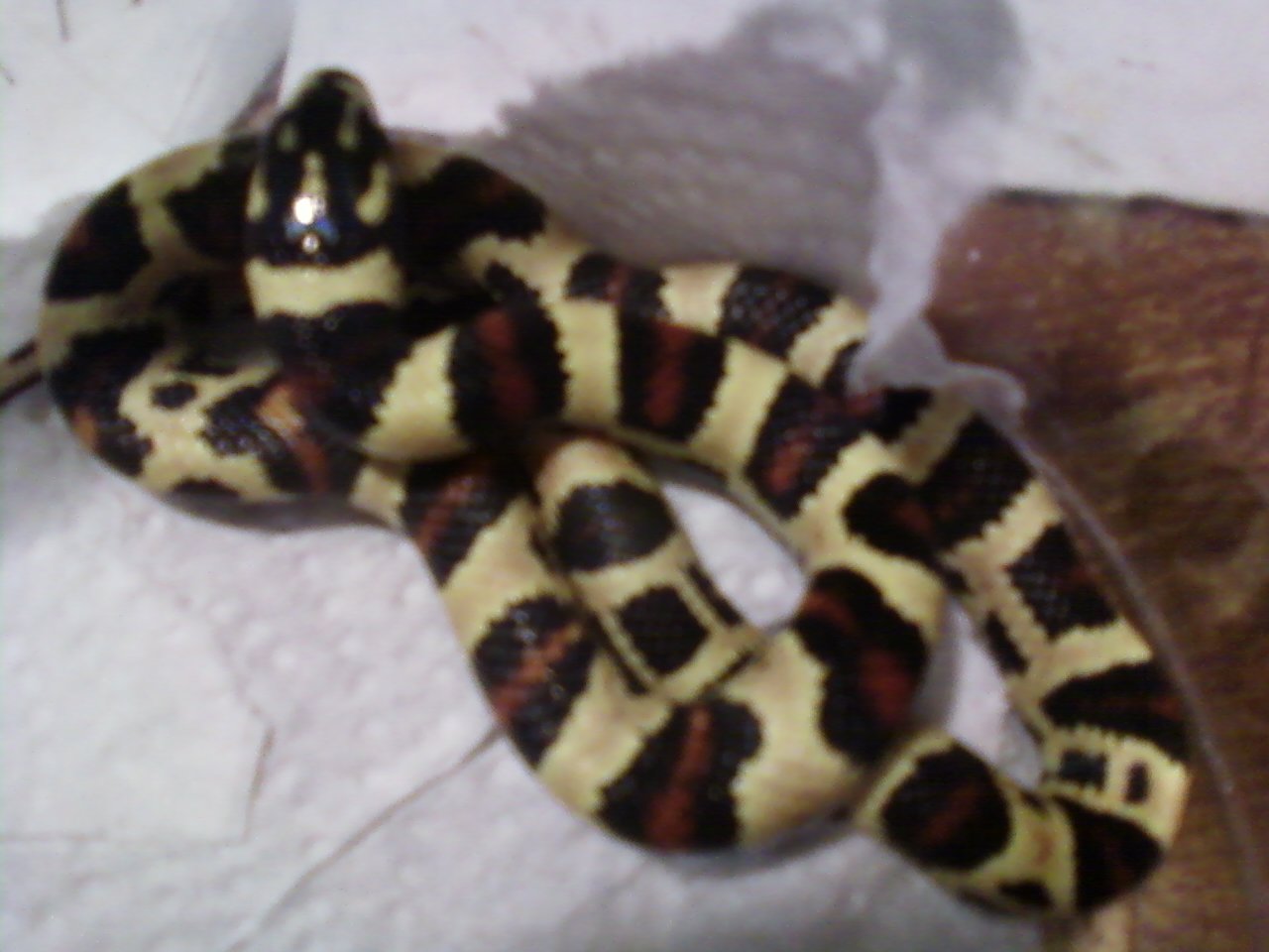 2010 male  J.