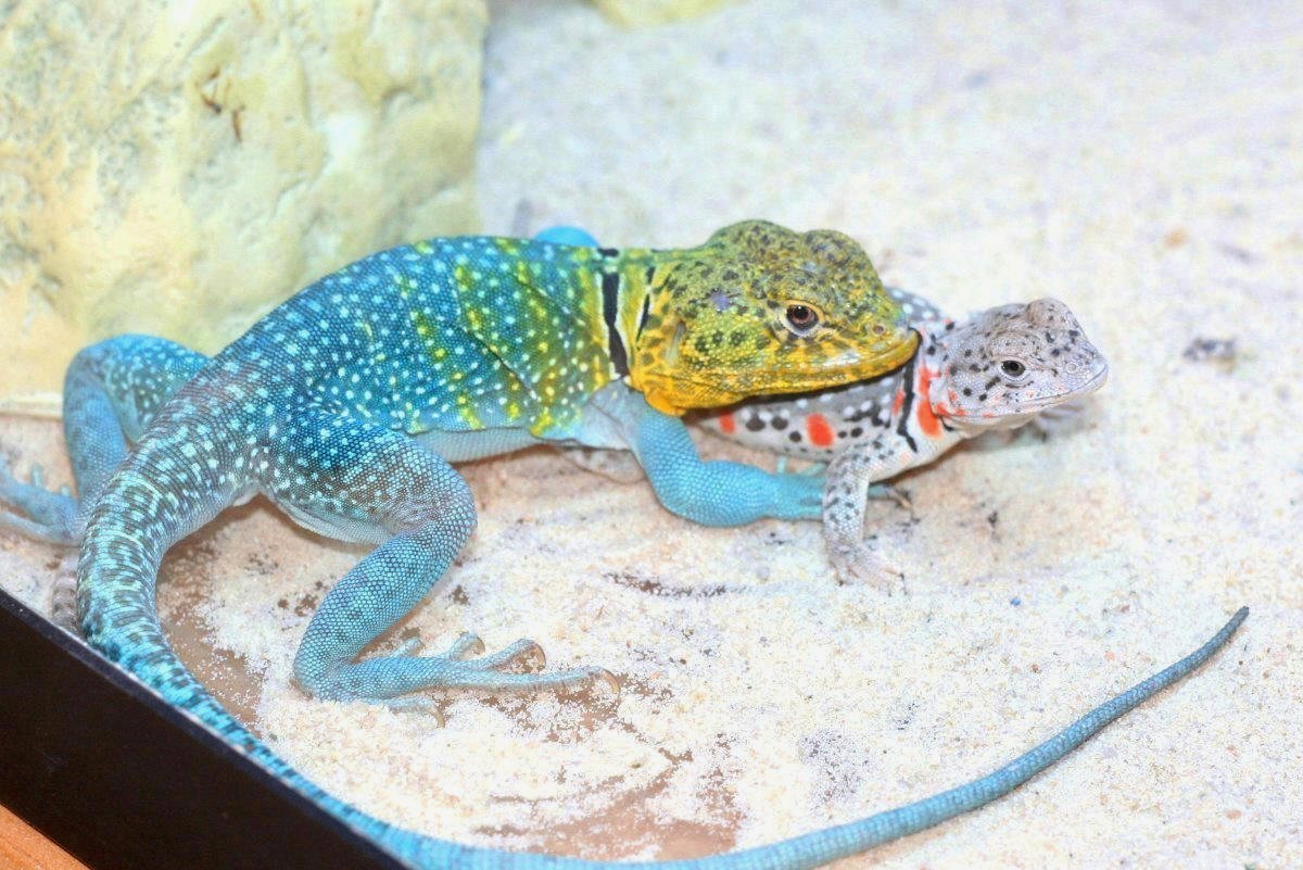 2010  mating season