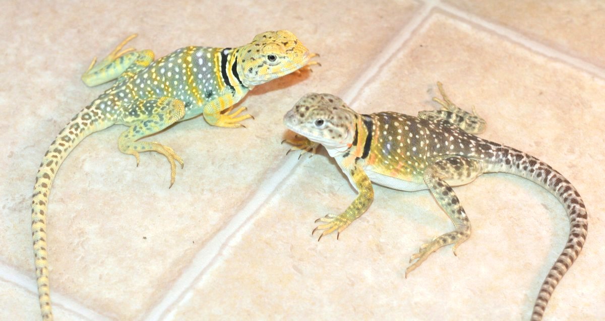 2010  mating season