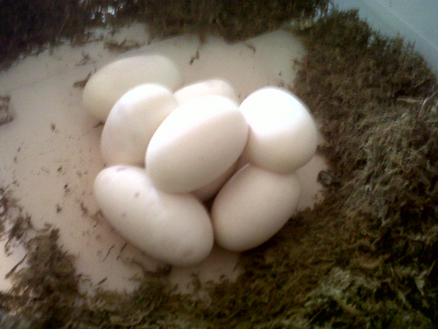 2010_eggs_436