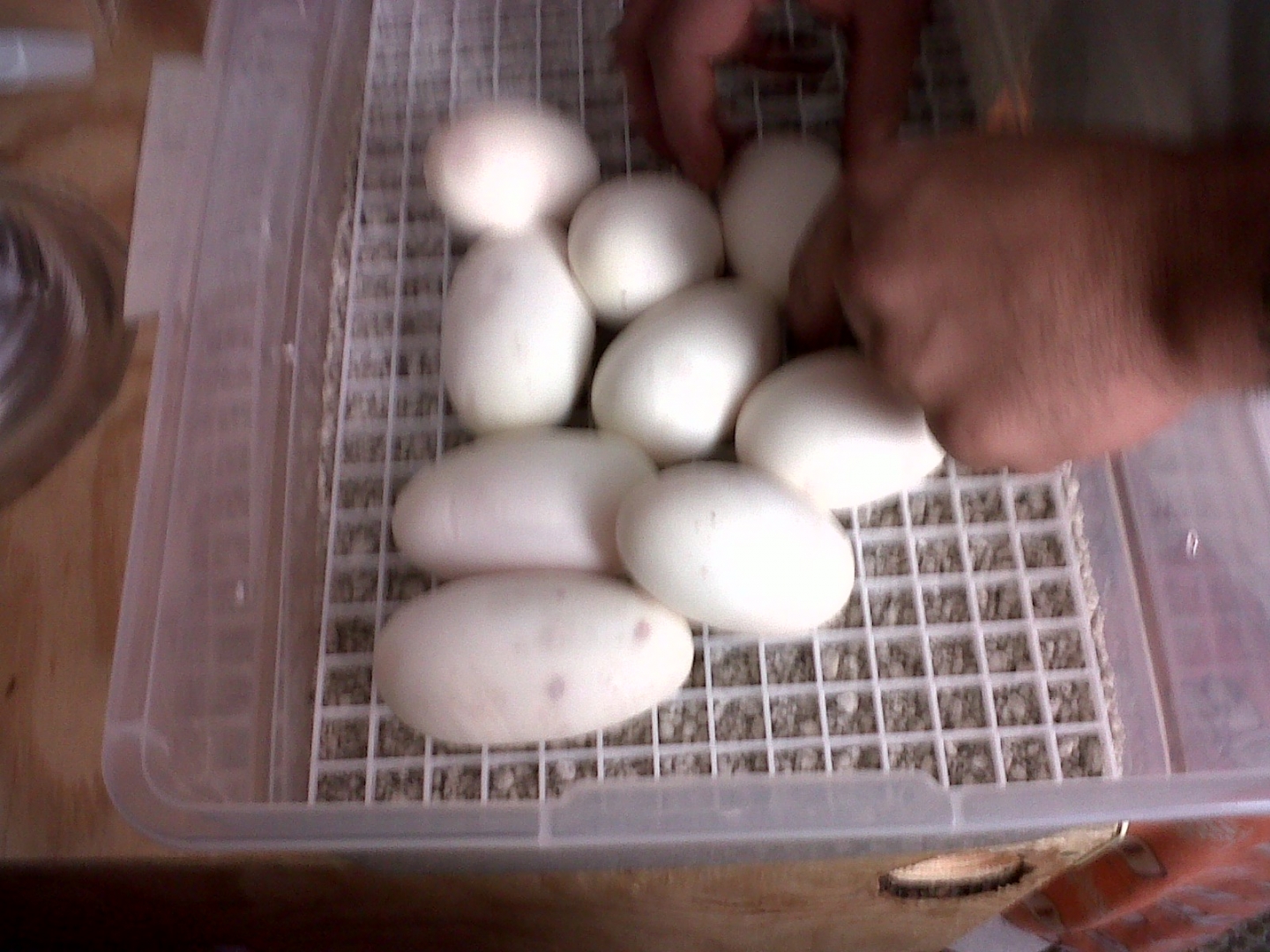 2010_eggs_439