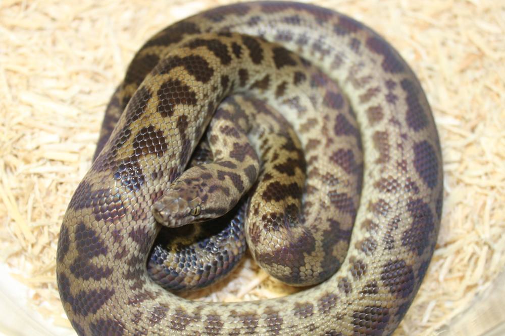 2010CapeYorkSpottedPythonFemale1