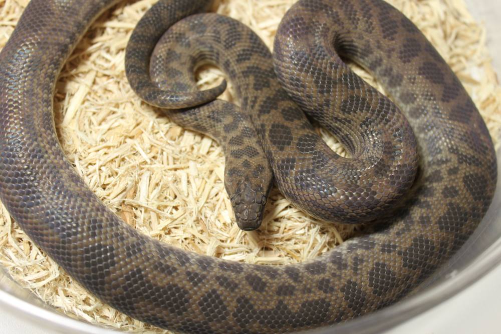 2010CapeYorkSpottedPythonFemale2