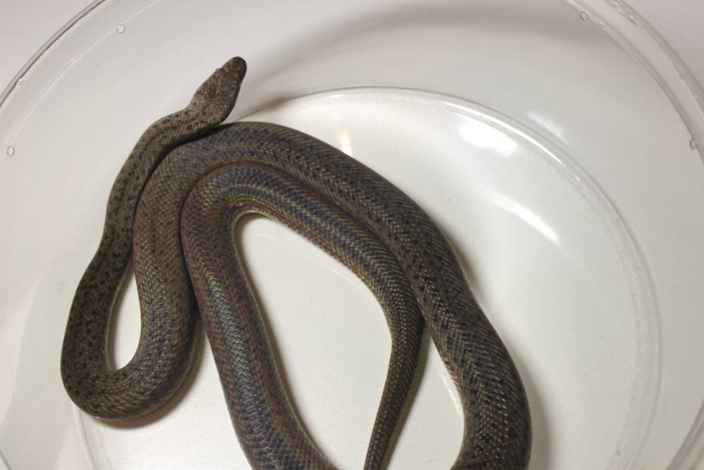 2010GraniteSpottedPythonMale