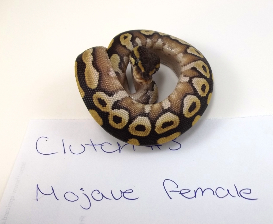 2011 Mojave F