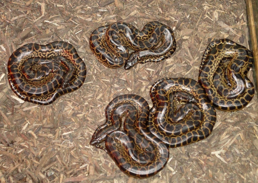 2011 yellow anacondas
