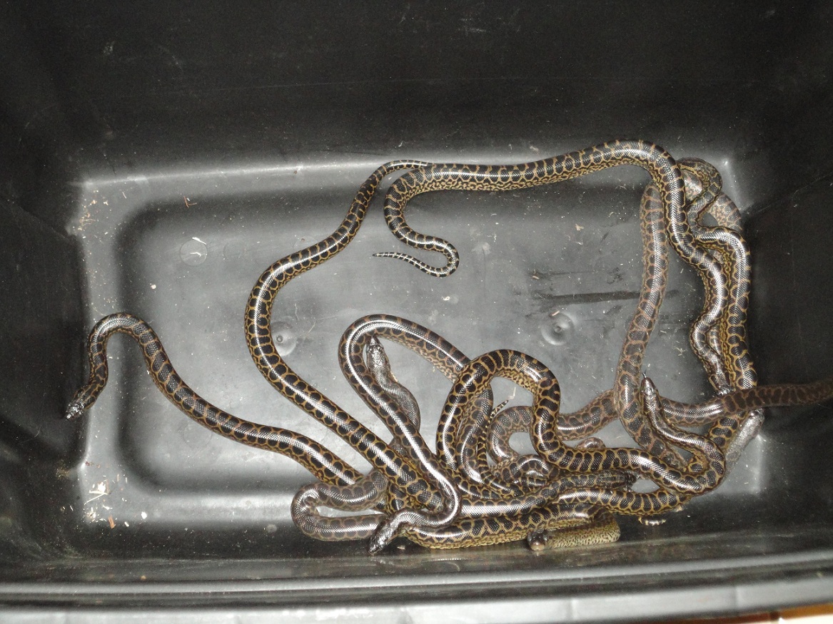 2011 yellow anacondas
