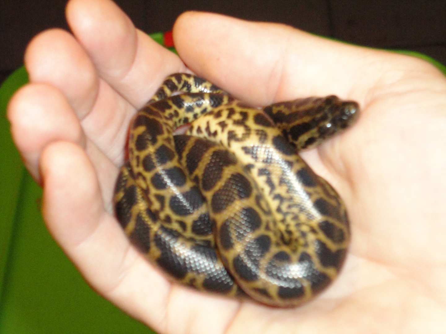 2011 yellow anacondas