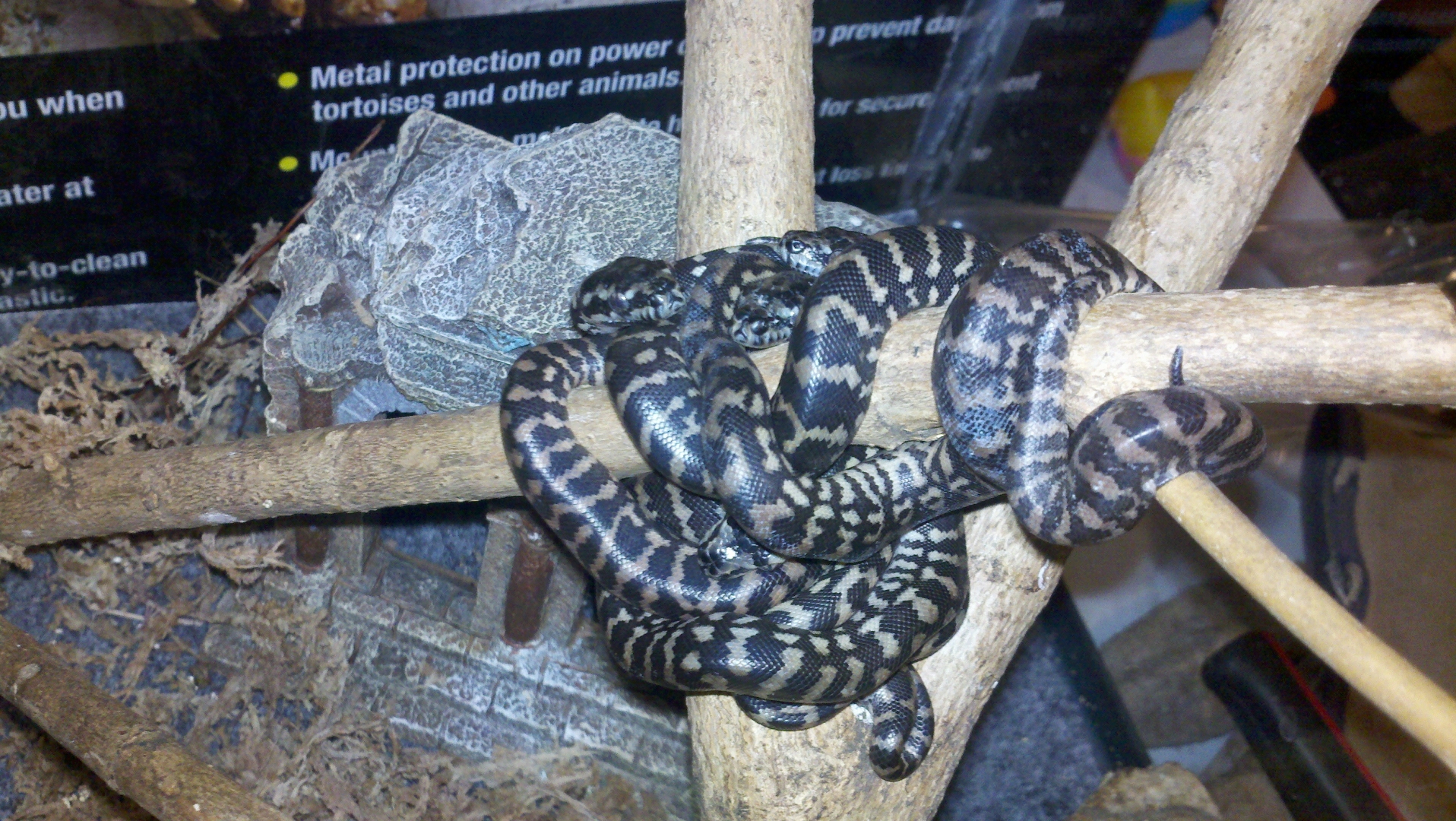 2012 baby jungles 24 hours after hatching