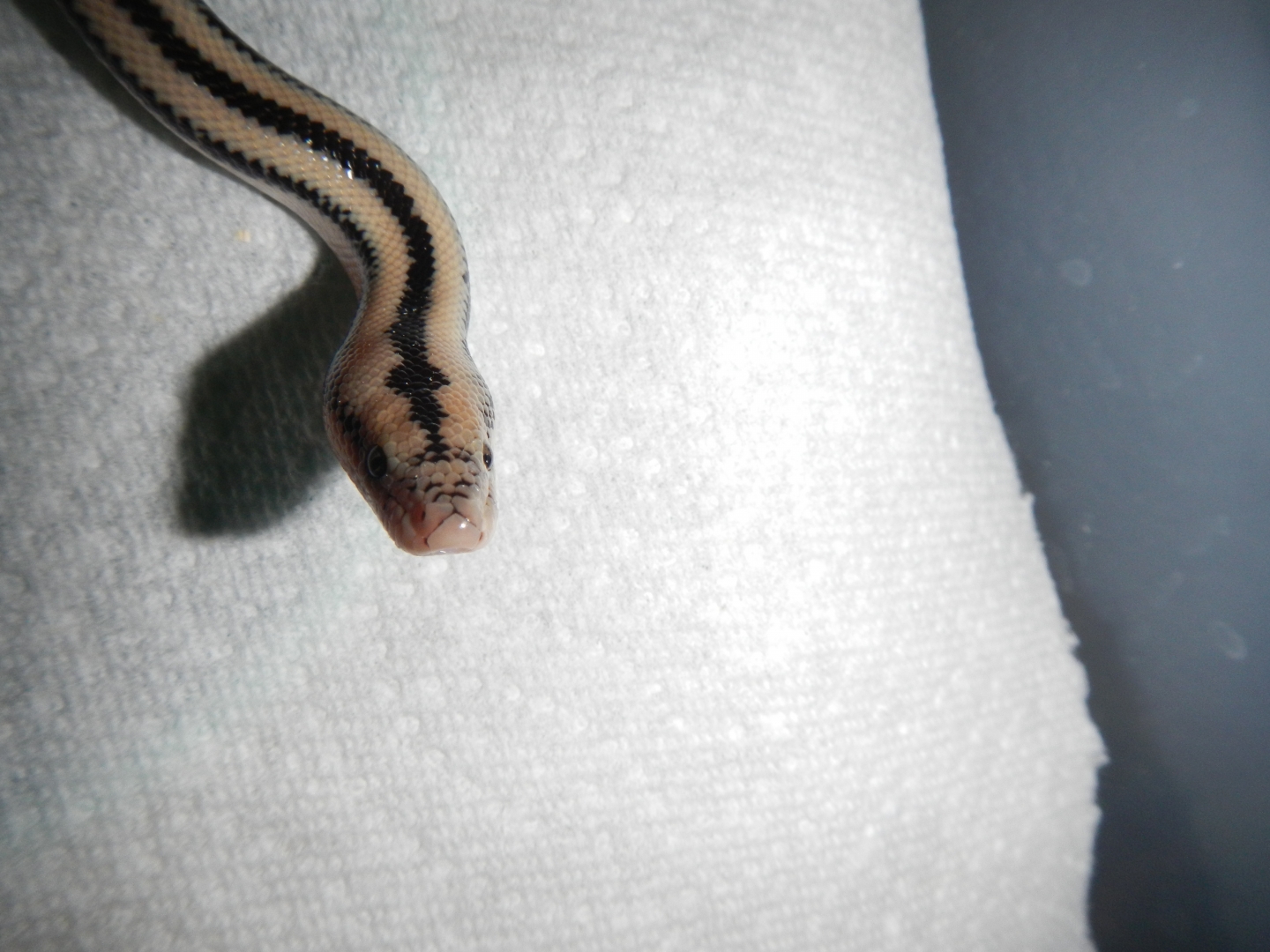 2012 Cabo female - close up