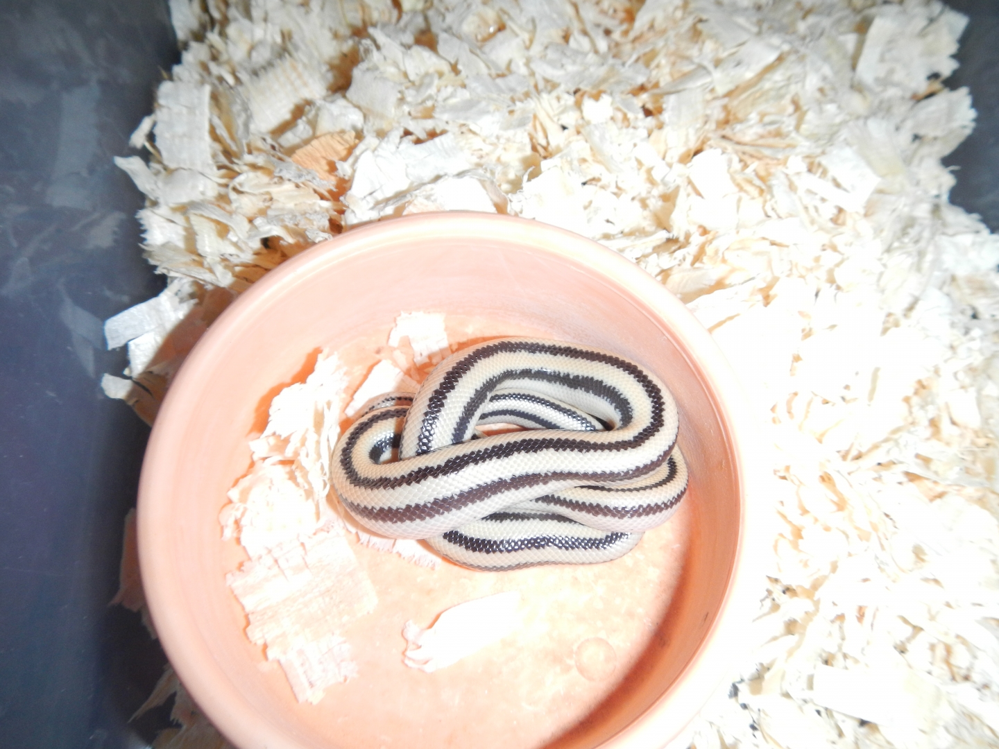 2012 Cabo female