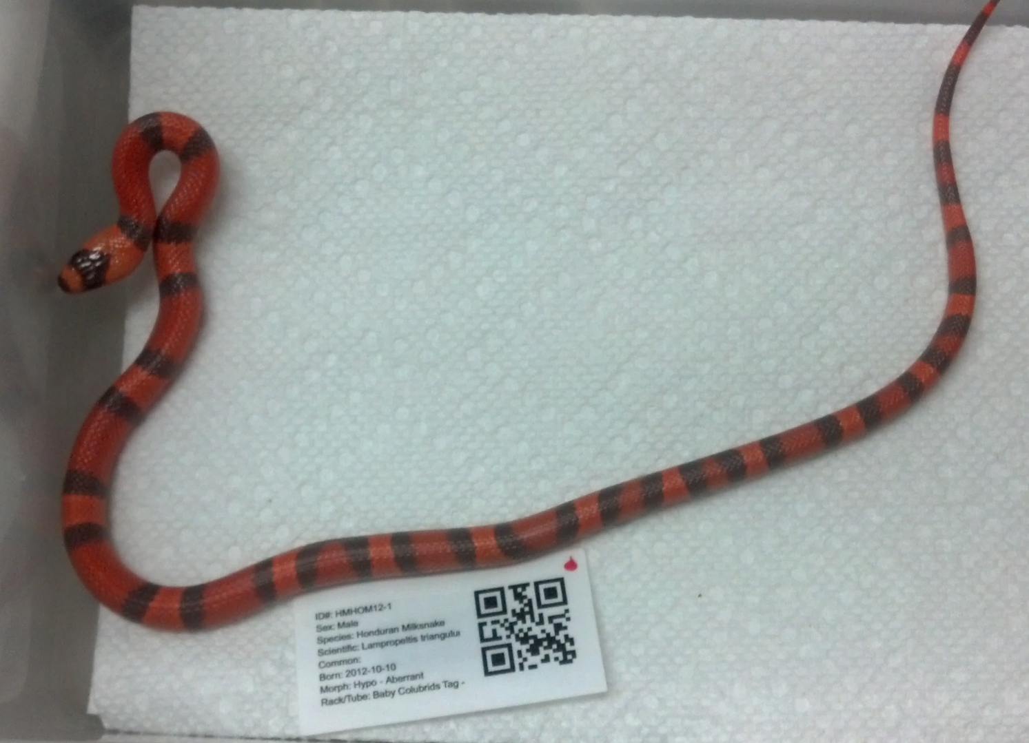 2012 Honduran Milksnake - Hypo Male