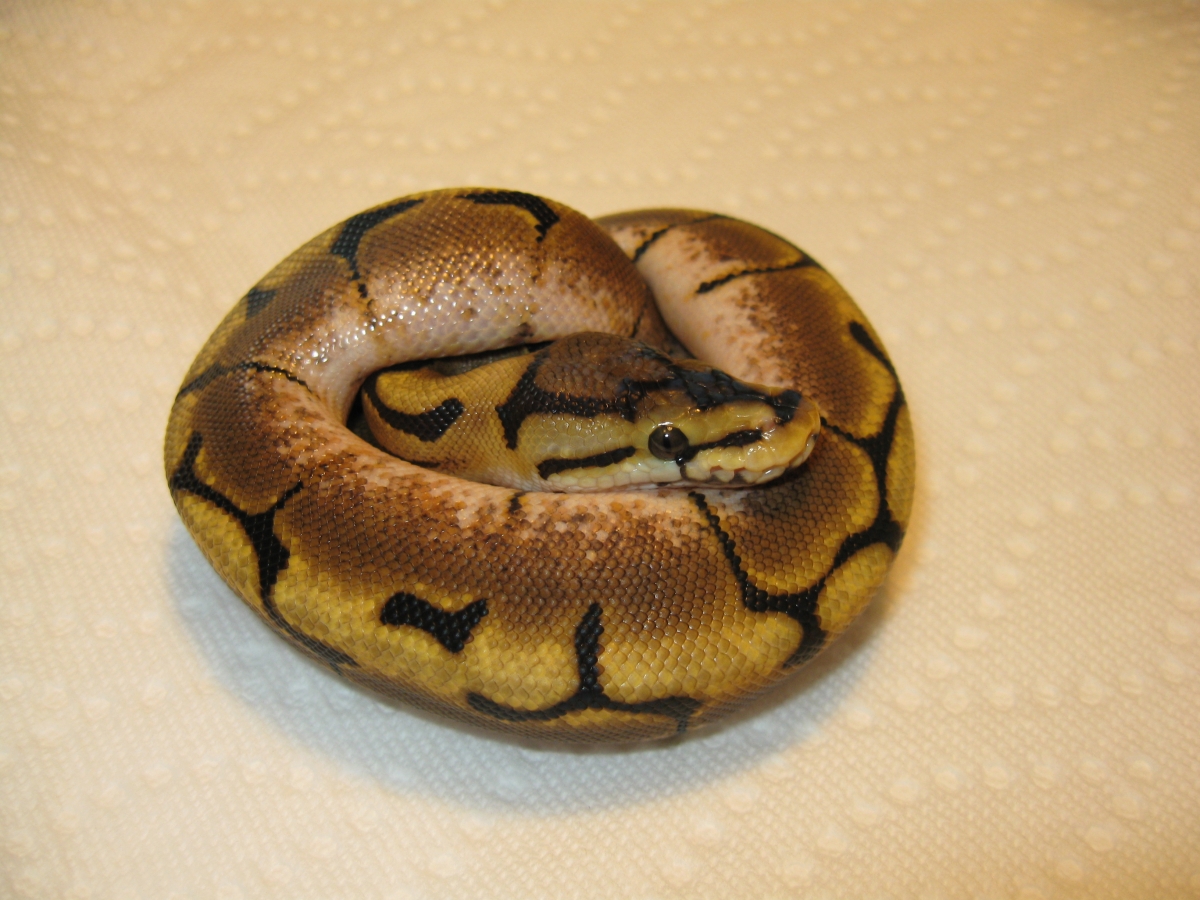 2012 Spider