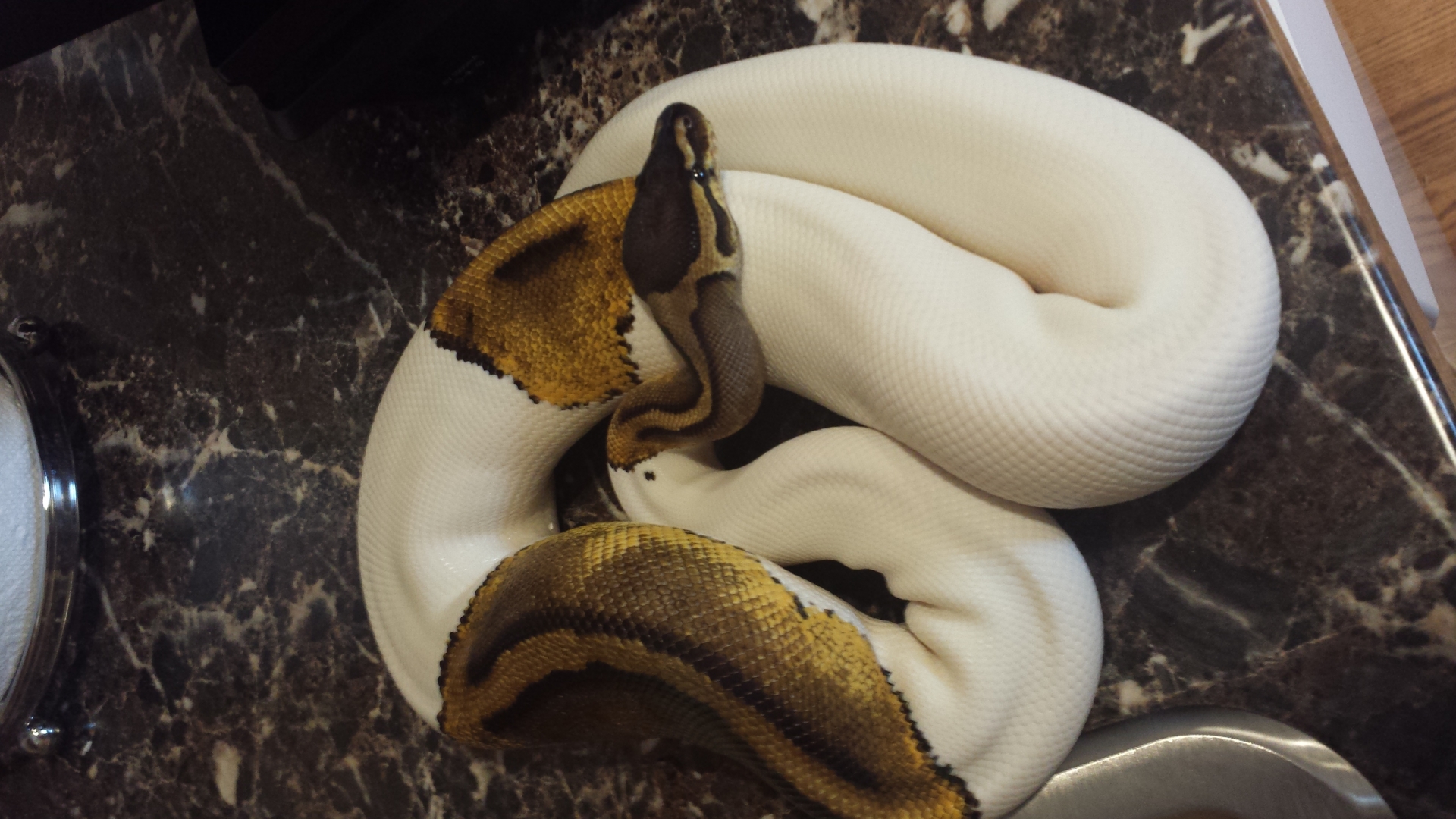 2012_Pied_Female