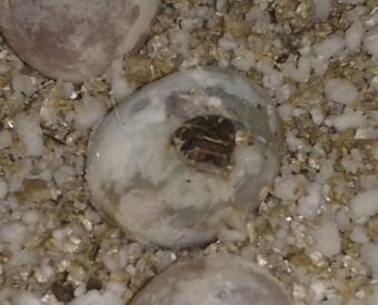 2013 Hatchlings