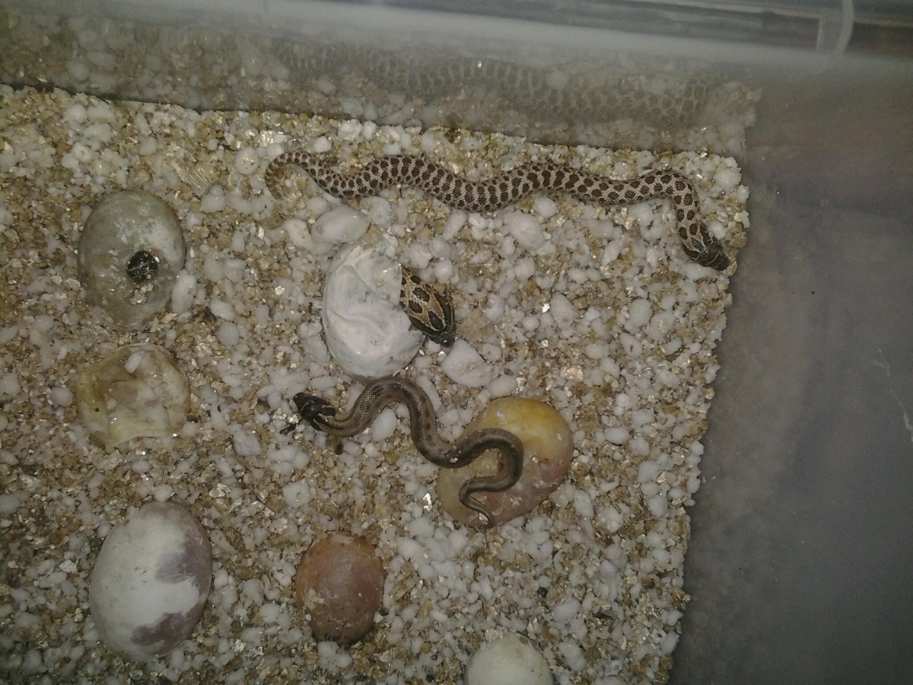 2013 Hatchlings