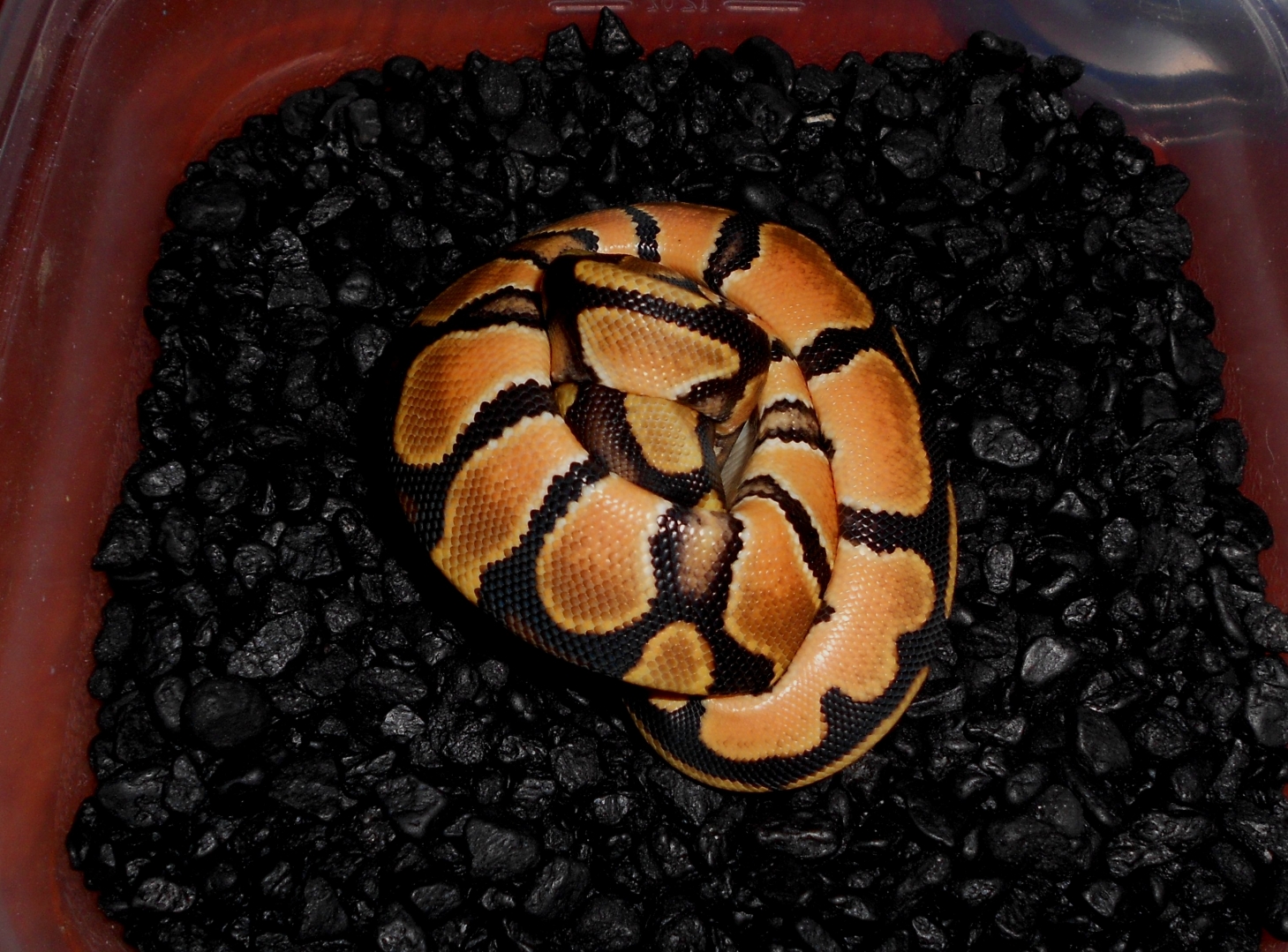 2013 Orange Dream Female1