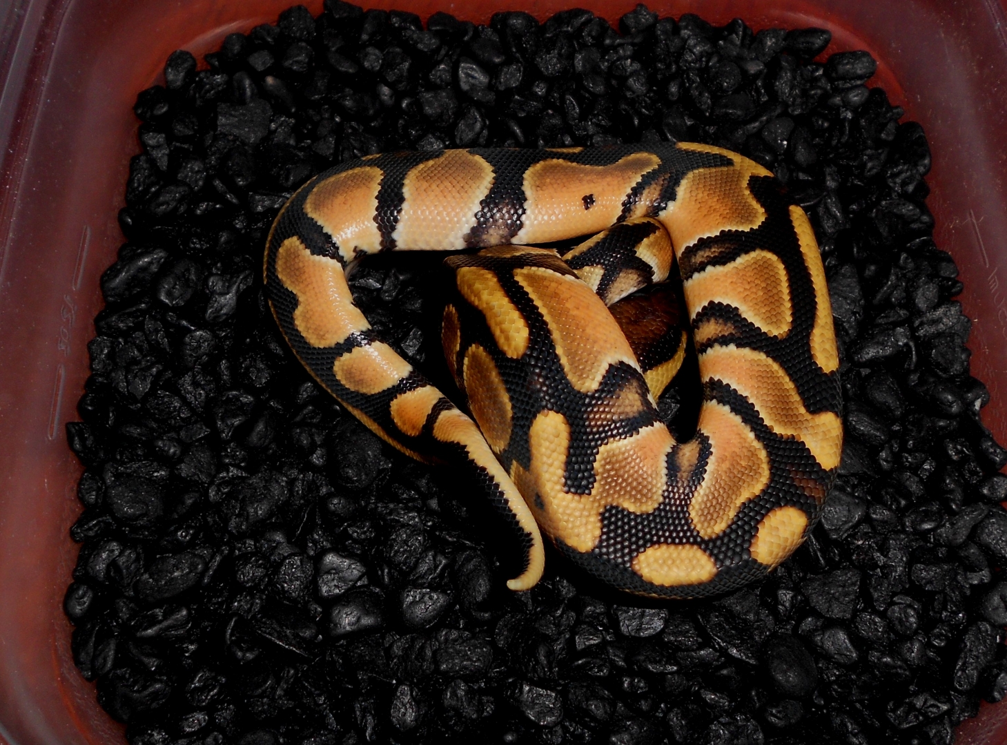 2013 Orange Dream Female3