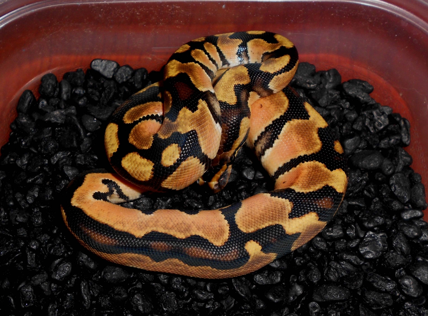 2013 Orange Dream Male1
