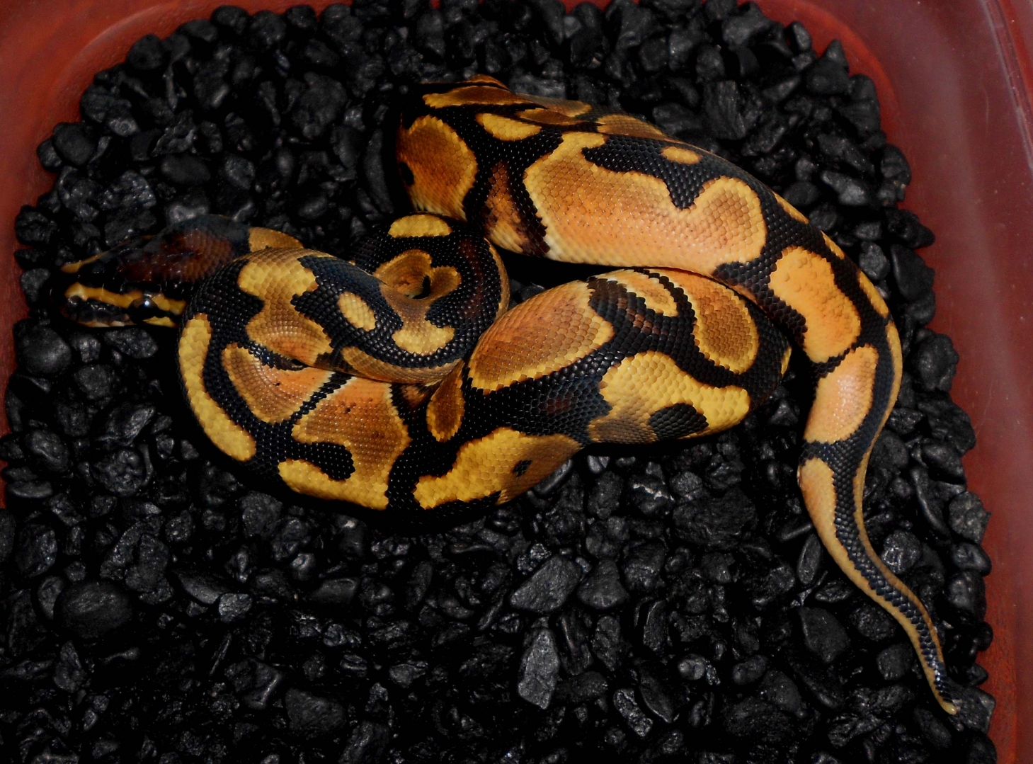 2013 Orange Dream Male2