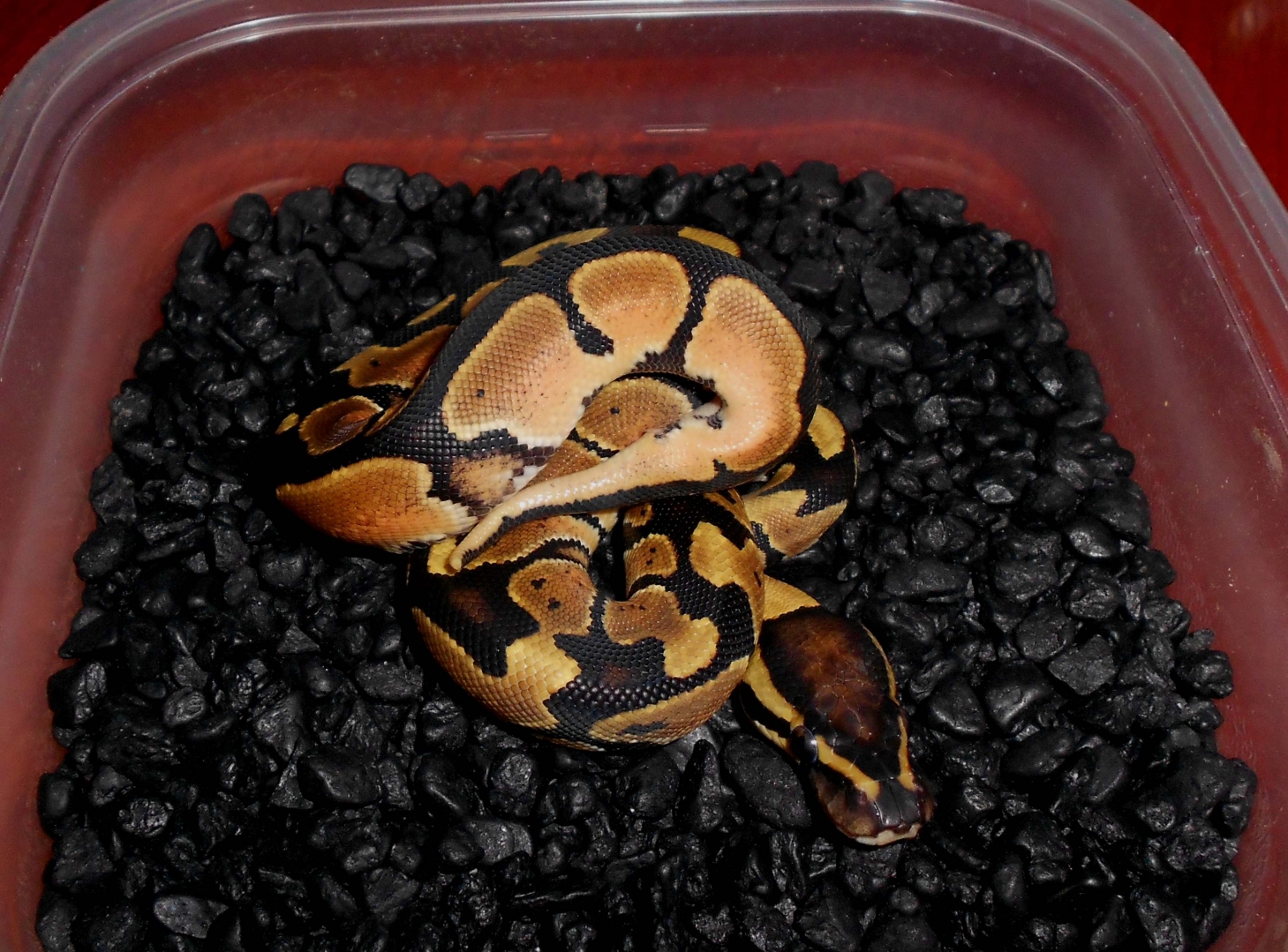 2013 Orange Dream Male3 -SOLD