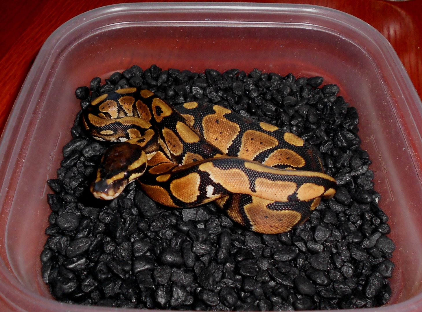 2013 Orange Dream Male4 -SOLD