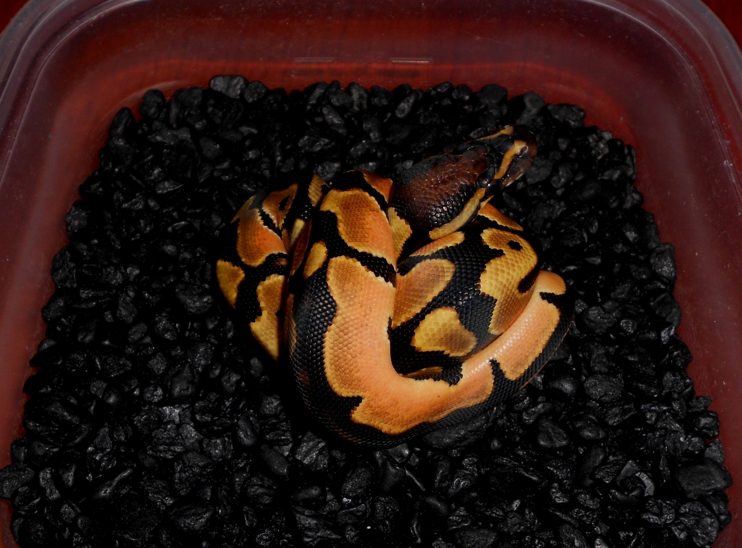 2013 Orange Dream Male5