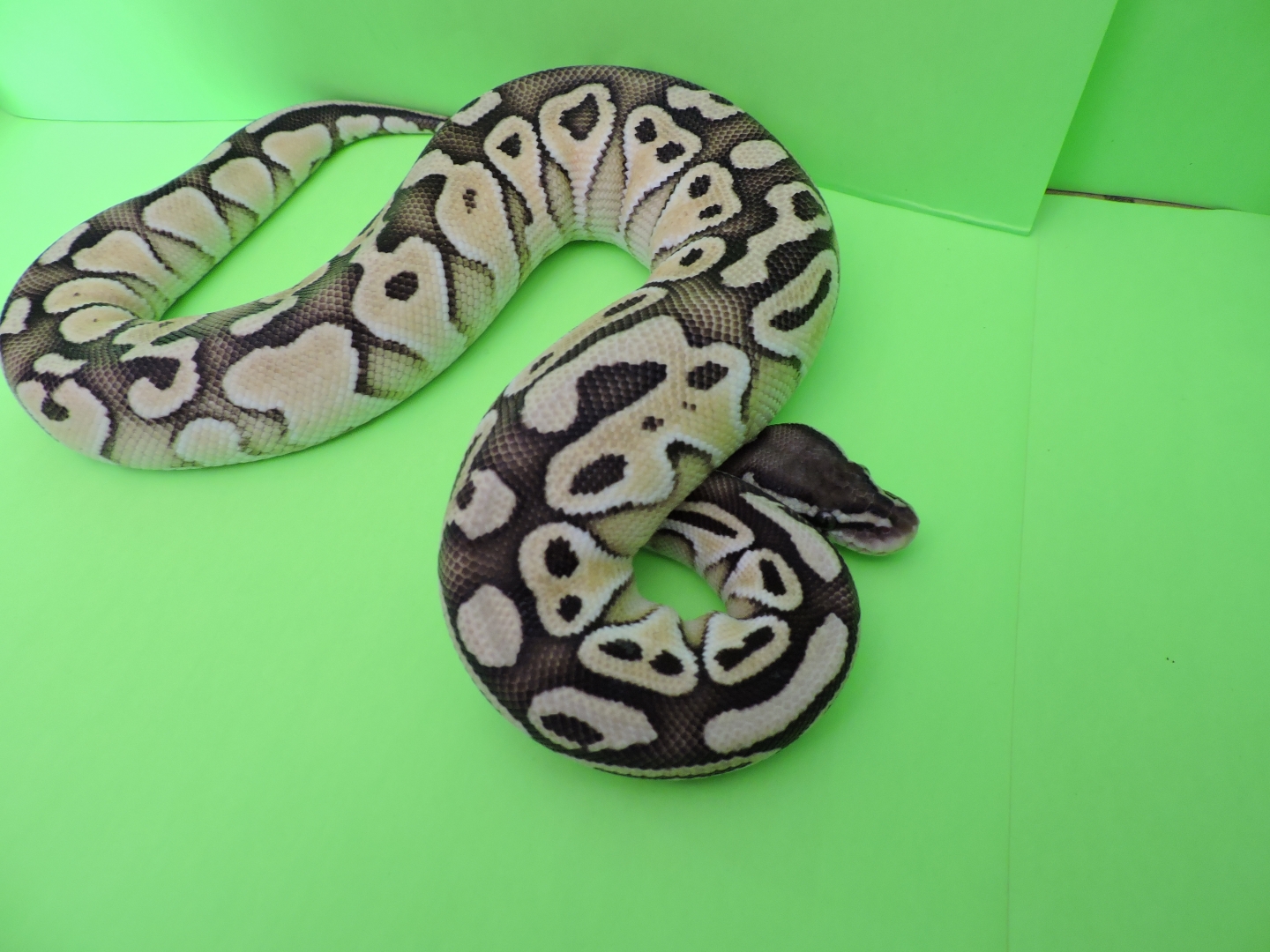 2014 Female Butter pastel