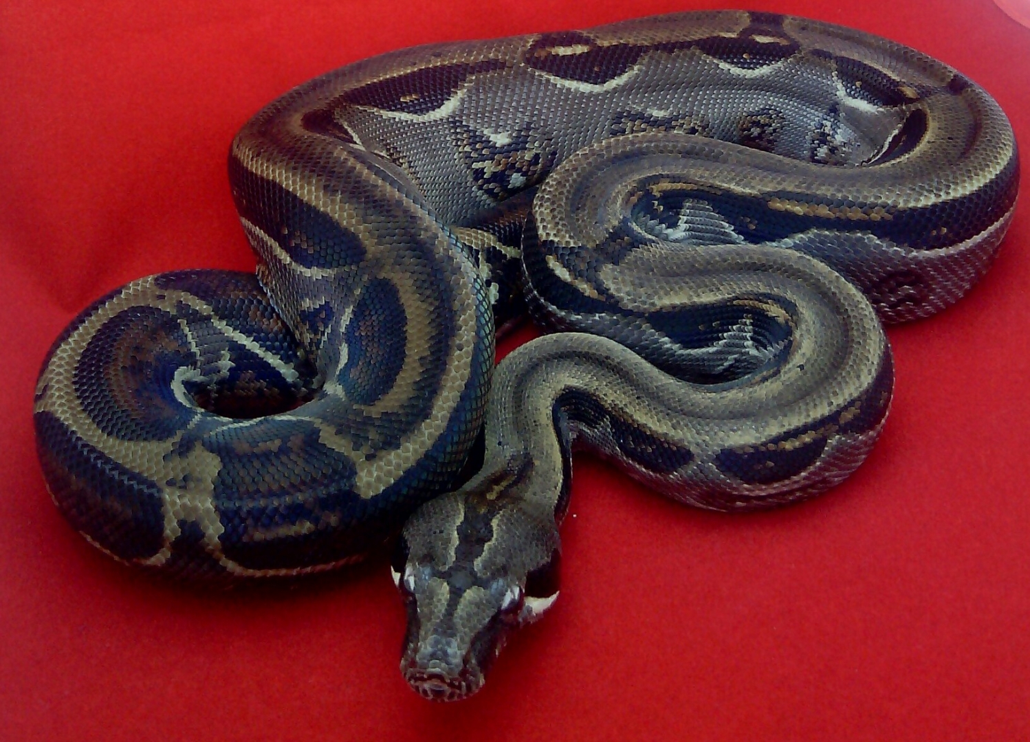 2014 Gen stripe costarican