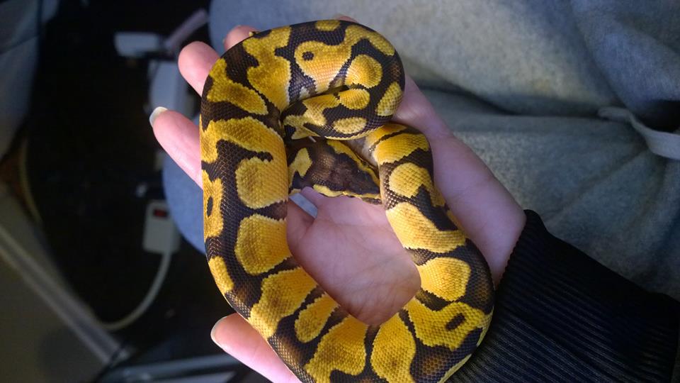 2014 Male Pastel Enchi