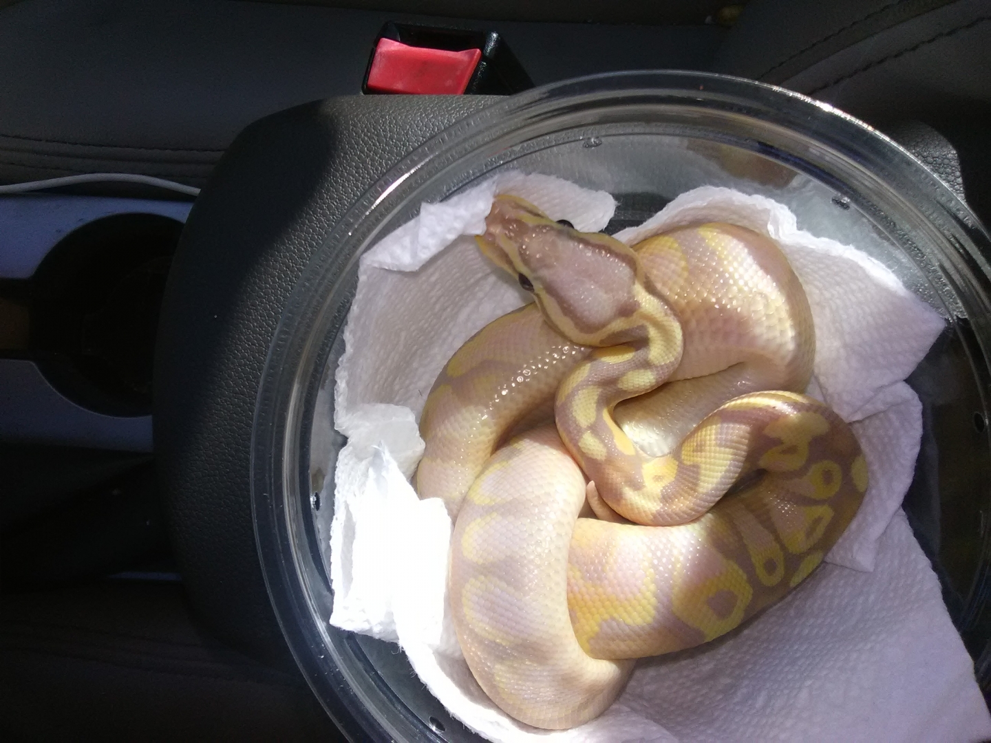2019 Banana Calico Male