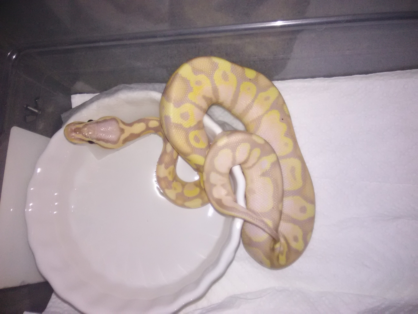 2019 Banana Calico Male