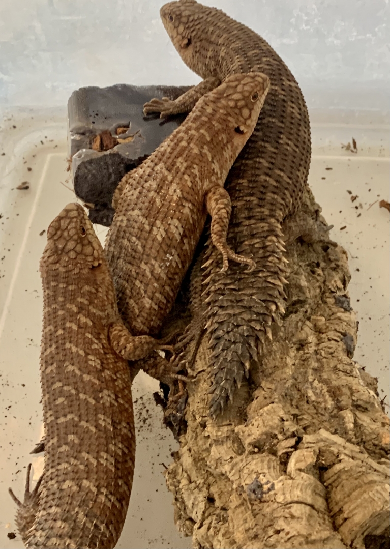 2020 gidgee
