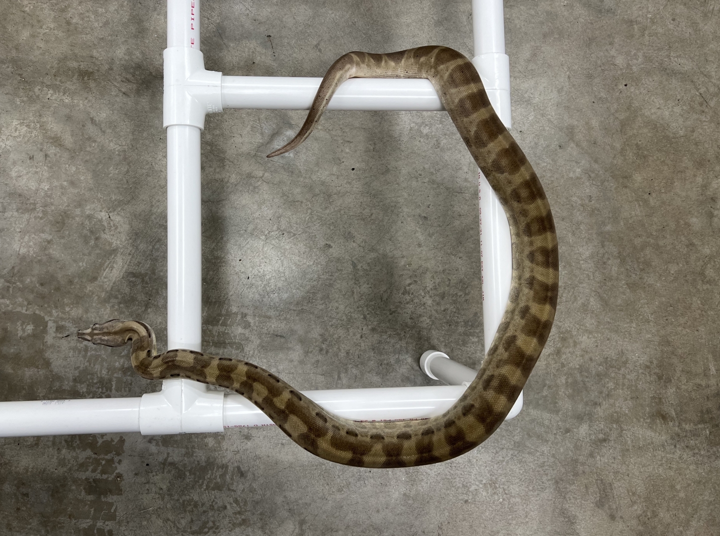 2020 Male Ghost Motley pos Jungle susan@voodoomagicboas.com