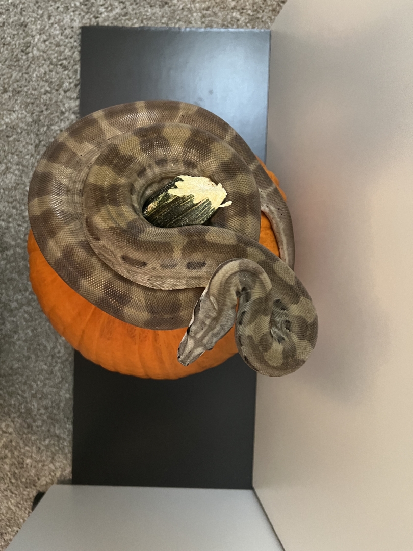 2020 Male Ghost Motley pos Jungle susan@voodoomagicboas.com