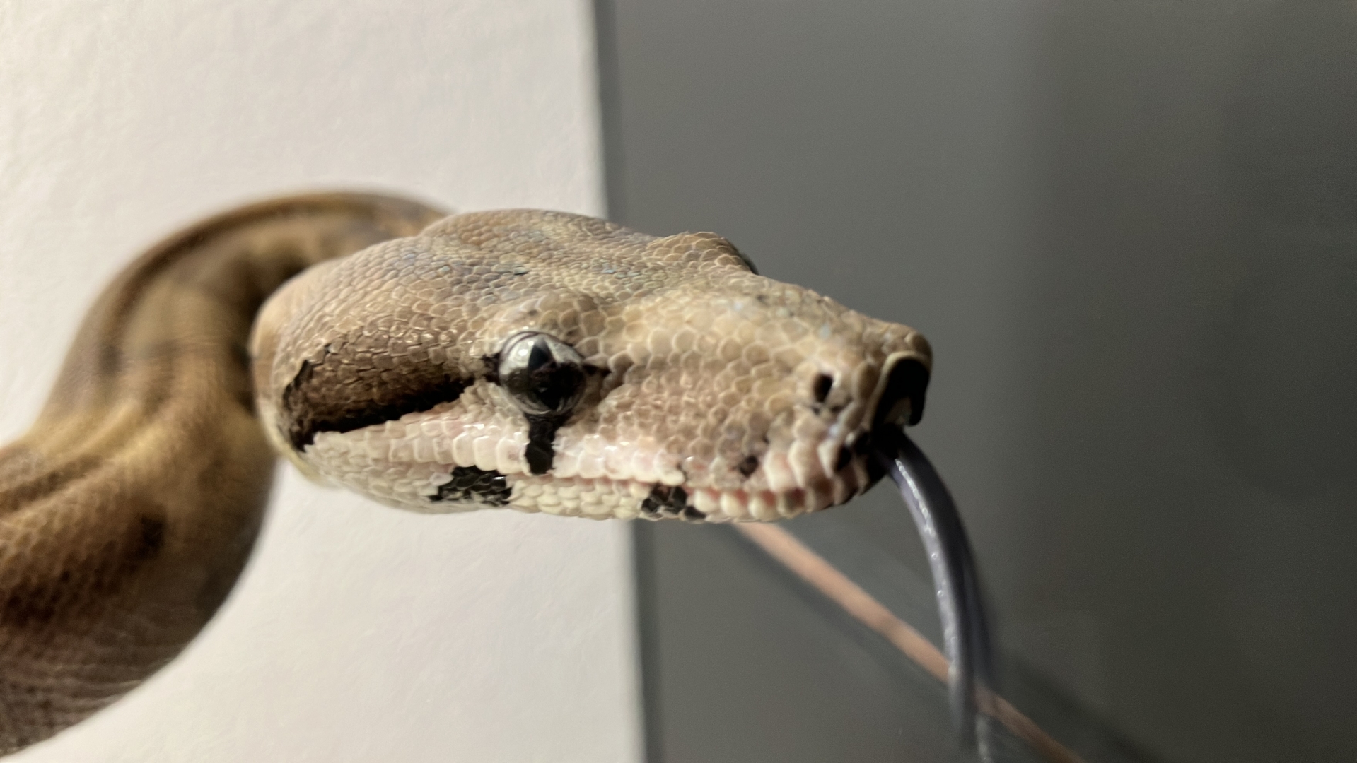 2020 Male Ghost Motley pos Jungle susan@voodoomagicboas.com
