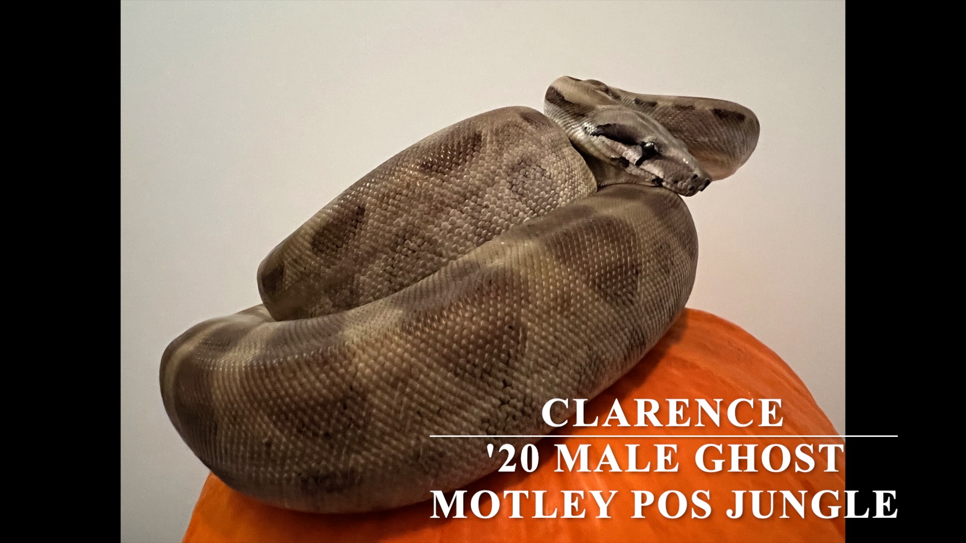 2020 Male Ghost Motley pos Jungle susan@voodoomagicboas.com
