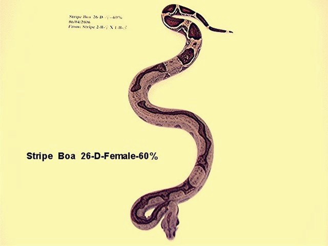 26-D-Female-60%