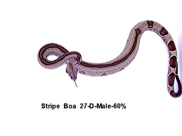 27-D-Male-60%