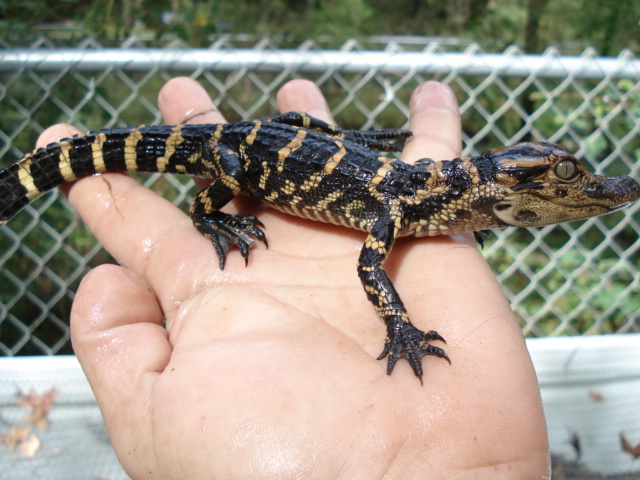 2962006wcgator