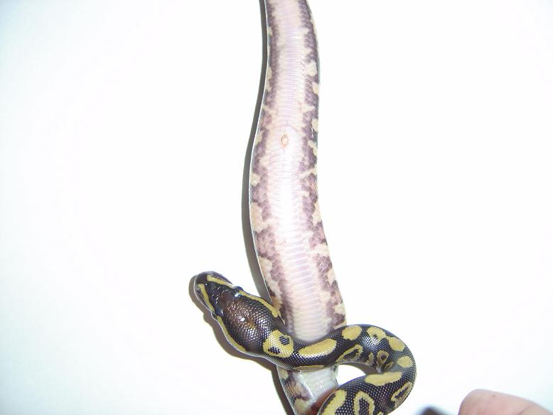 2_het_3