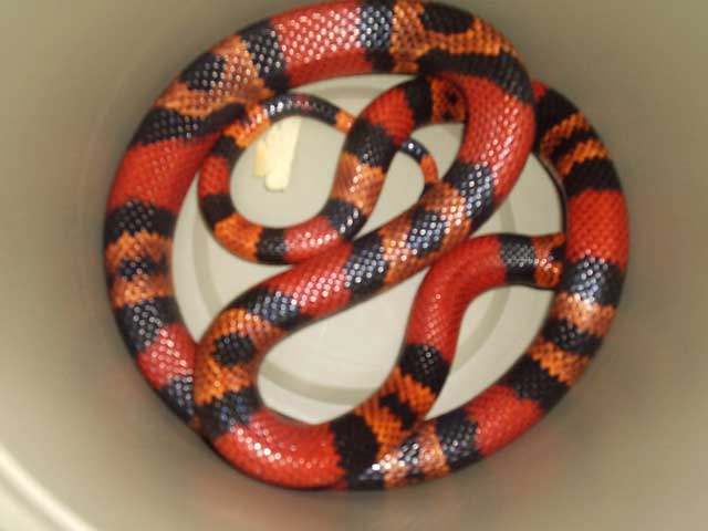 3 het Female Tang. Hondo