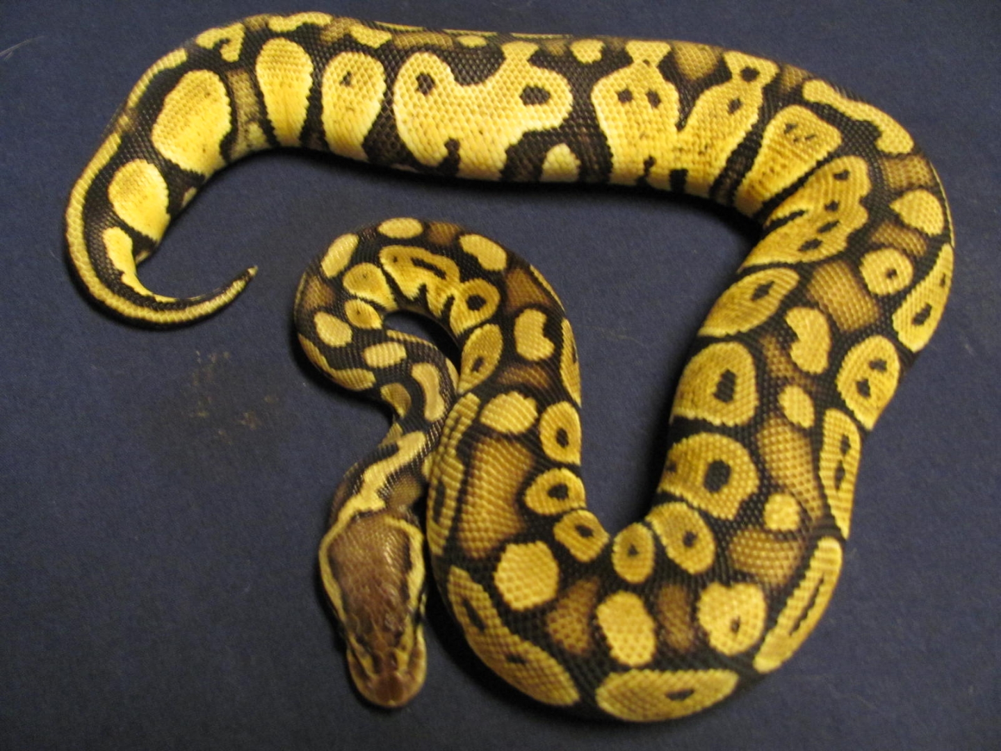 #3 pastel female