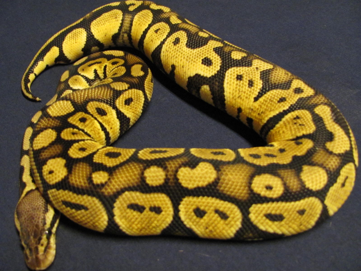 #3 pastel female